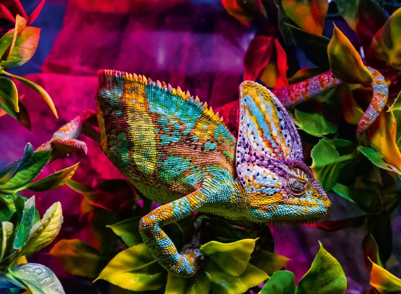 Chameleon 500pc puzzle
