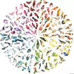 Ravensburger Bird Colour Wheel 500 Piece Jigsaw Puzzle