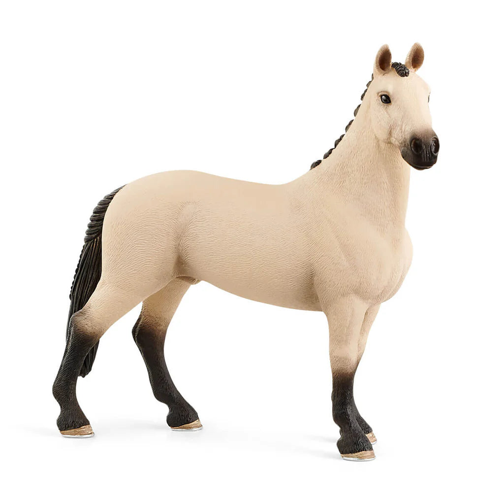 Hanoverian Gelding