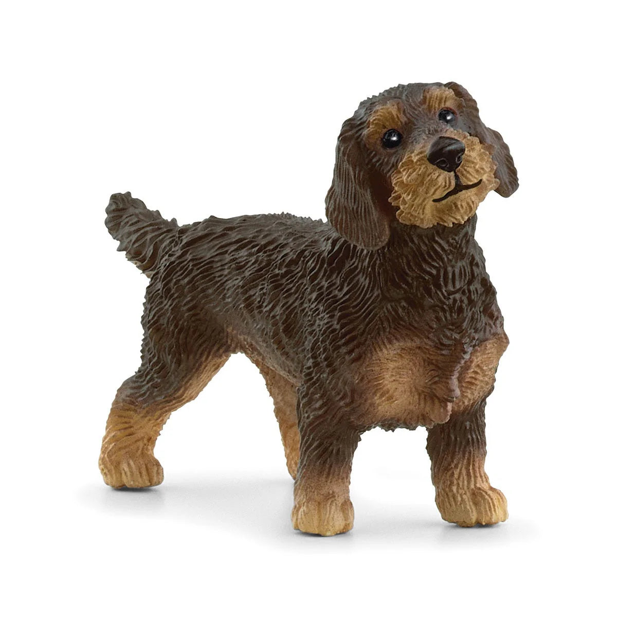 Wire Haired Dachshund