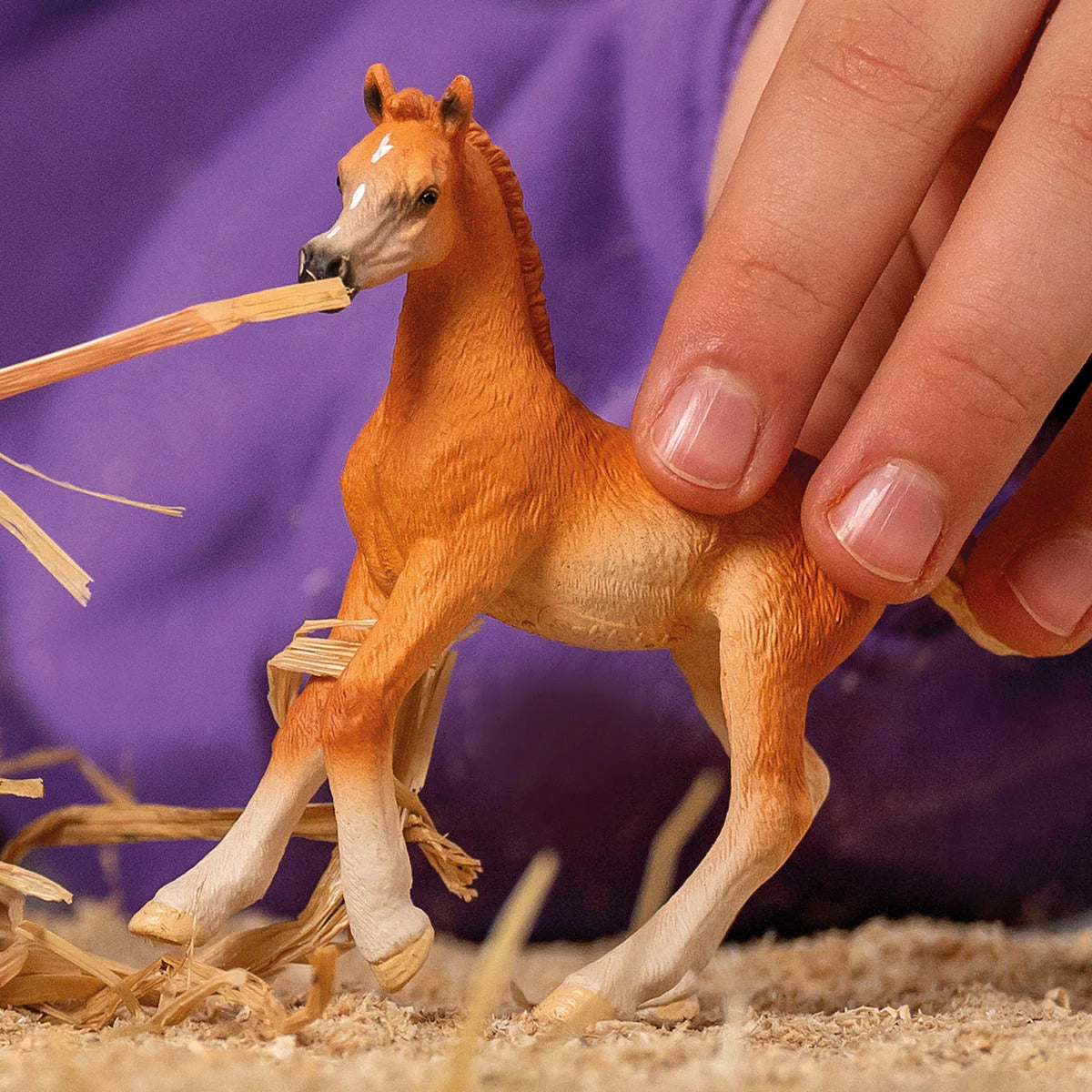 Arab foal