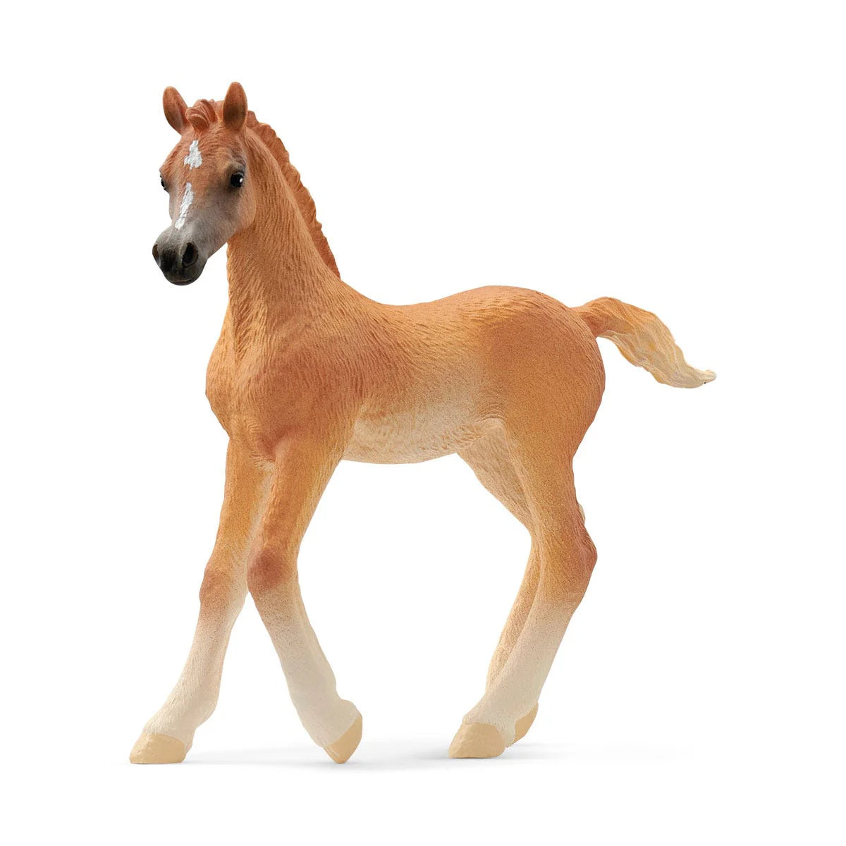 Arab foal