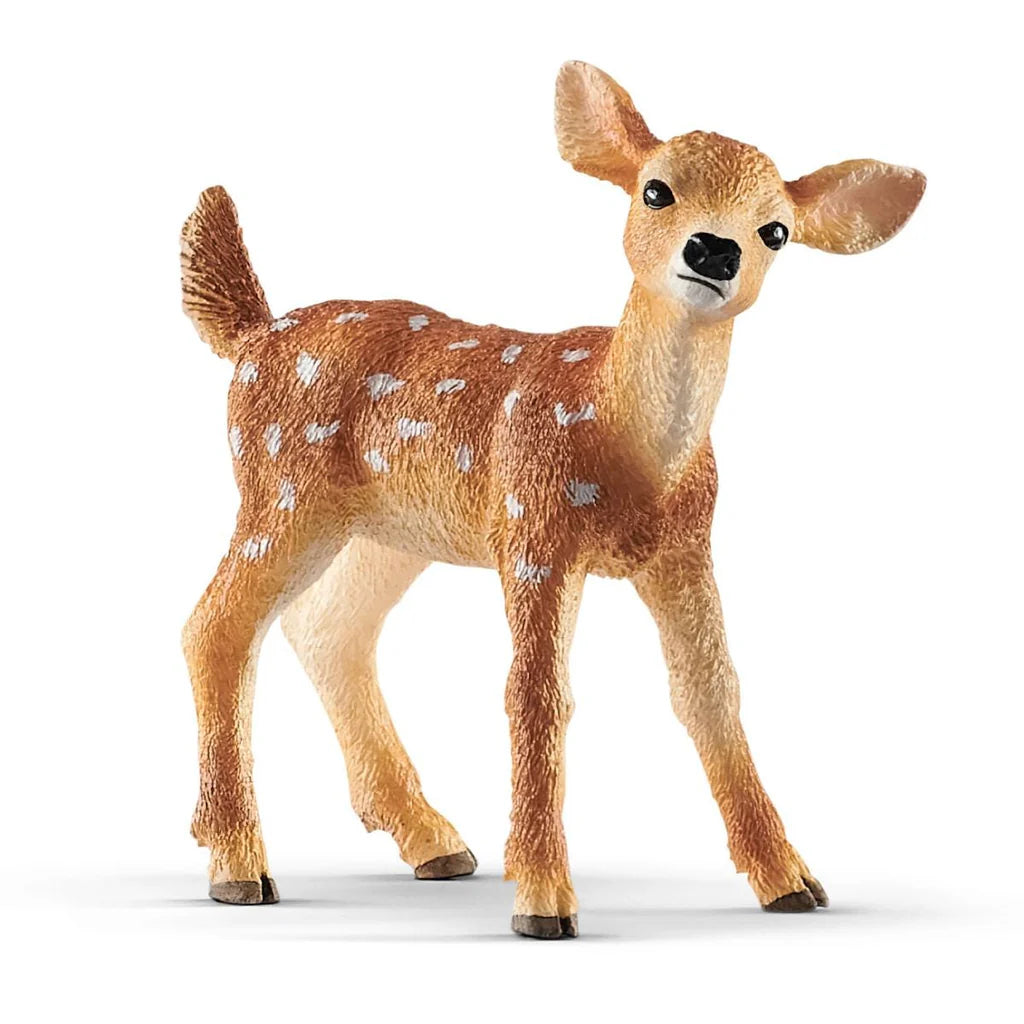 White taile fawn