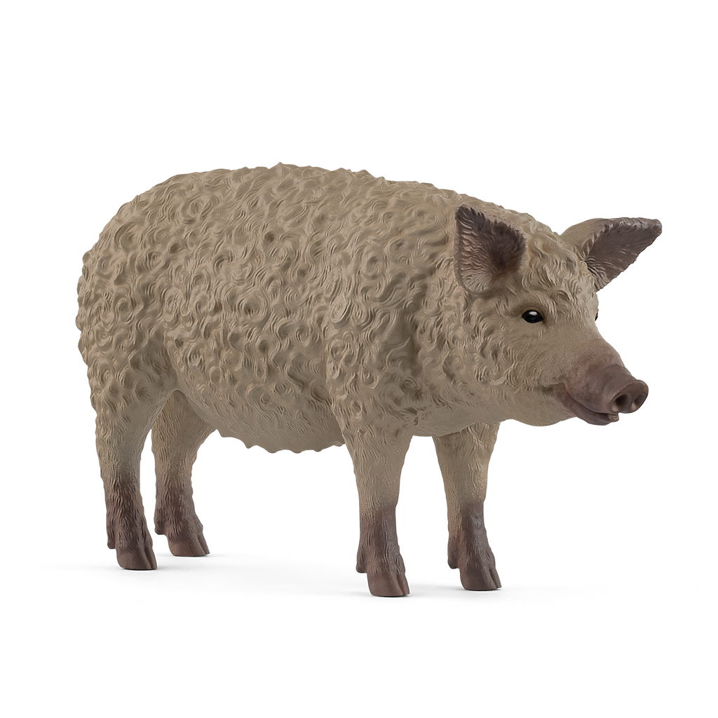 Mangalica pig