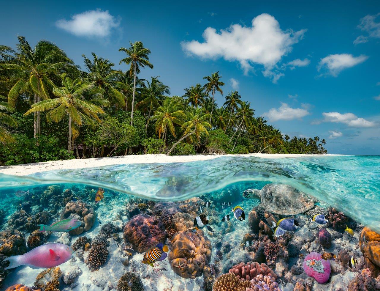 Ravensburger A Dive in the Maldives 2000 Piece Jigsaw Puzzle