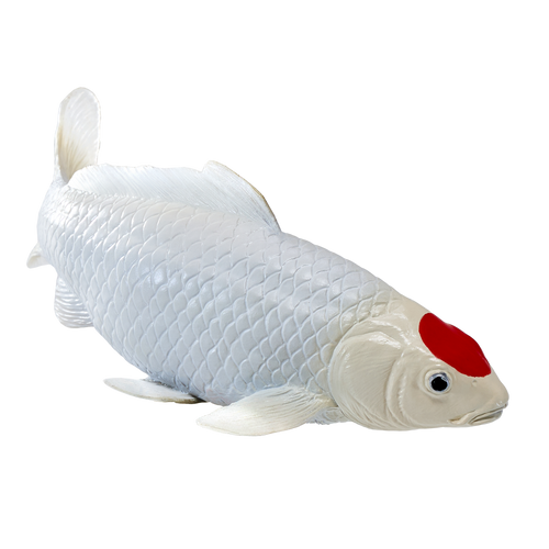 Mojo Tancho Koi Carp