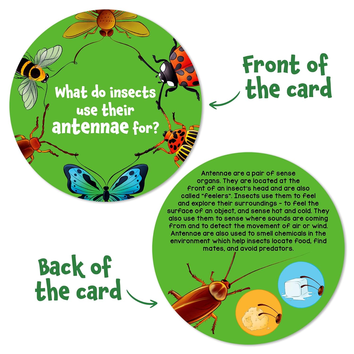 Science Snippets All About Animals