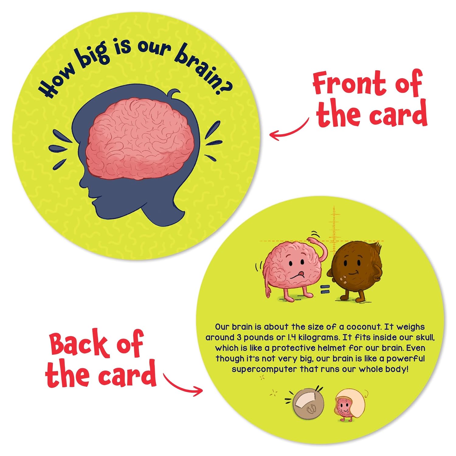 Science Snippet Human Body