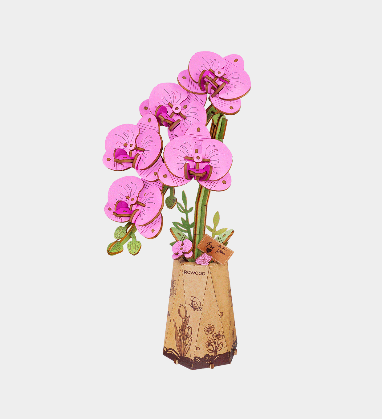 Purple Moth Orchid