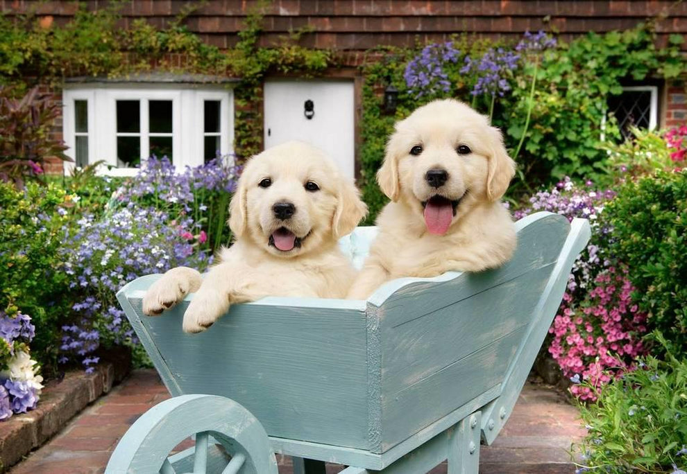 Golden Retriever 200pc XL puzzle