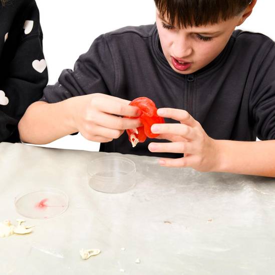 Dinosaur Excavation Kit