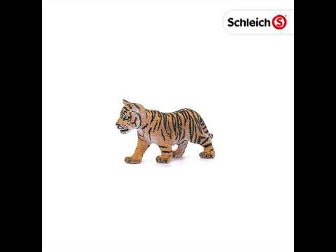 Tiger cub