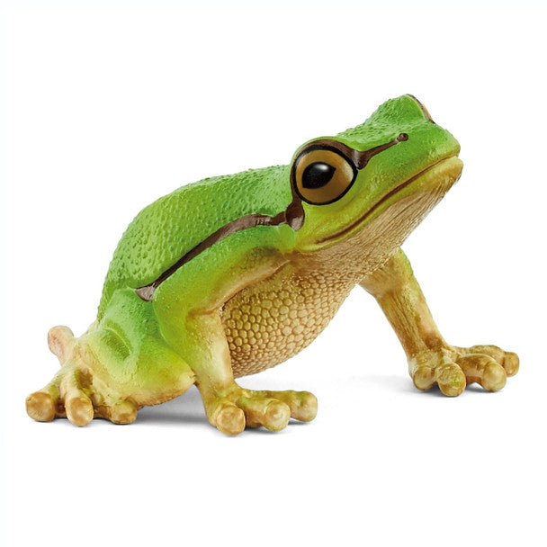 European Tree Frog