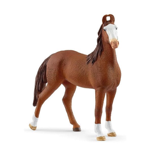 Marwari Mare